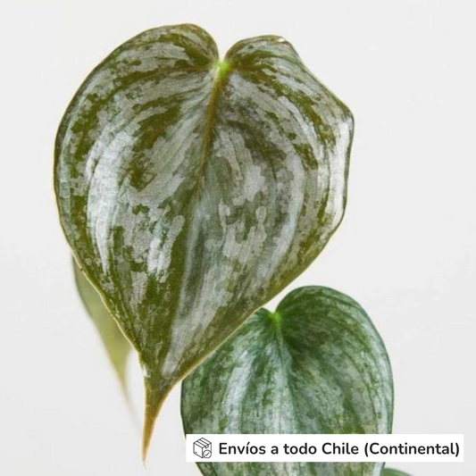 Philodendron Brandtianum