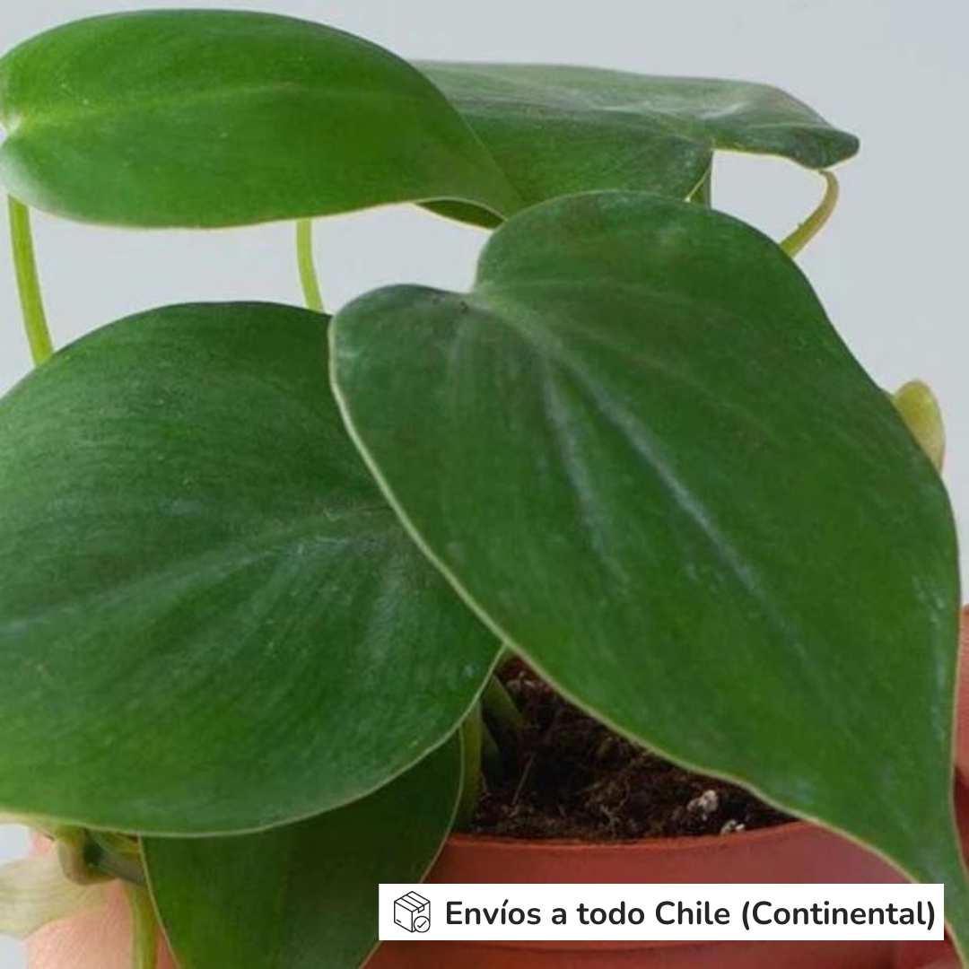 Philodendron Cordatum