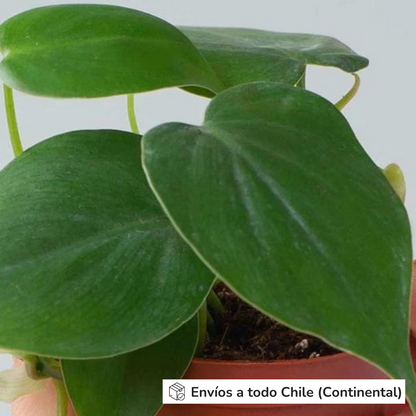 Philodendron Cordatum
