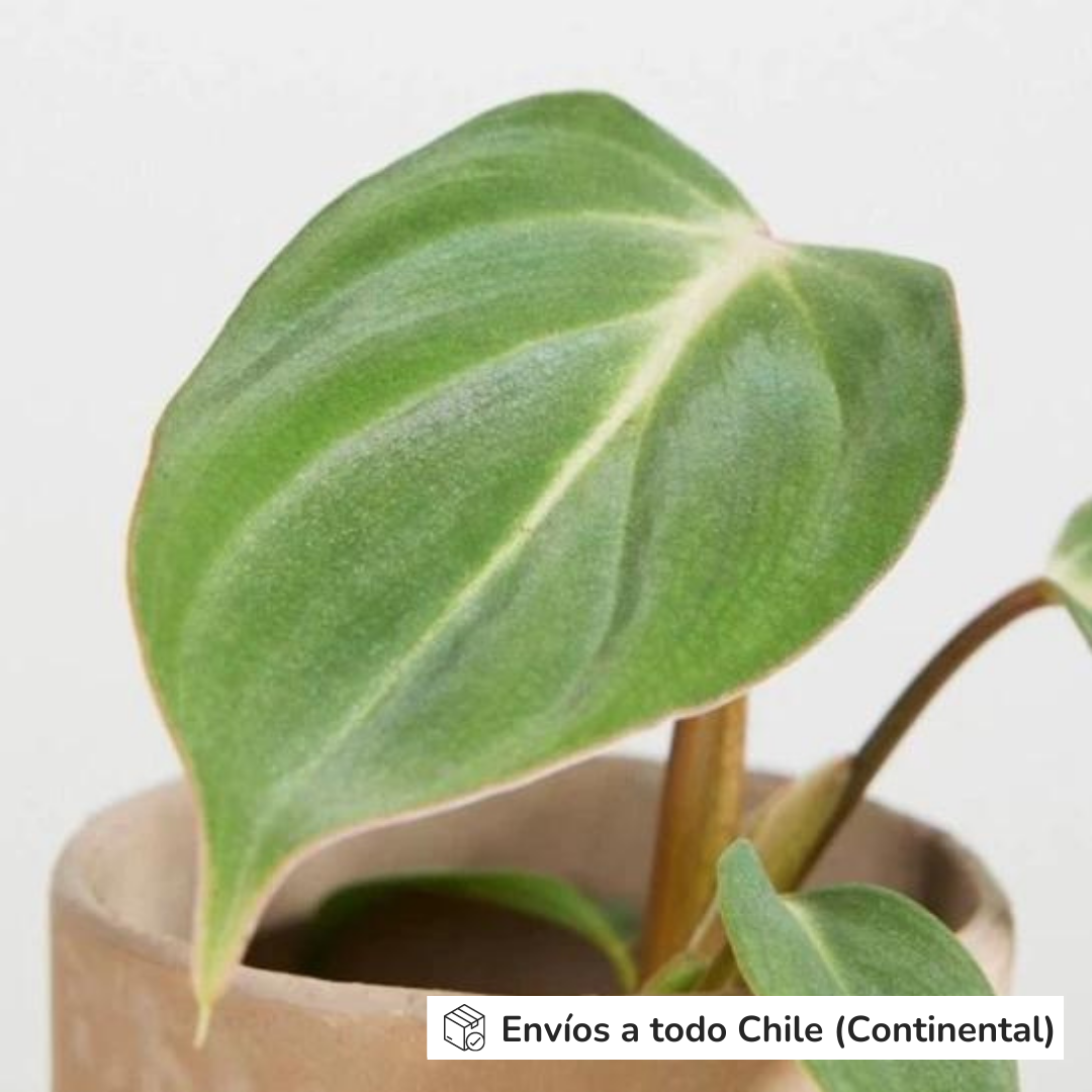 Philodendron Gloriosum