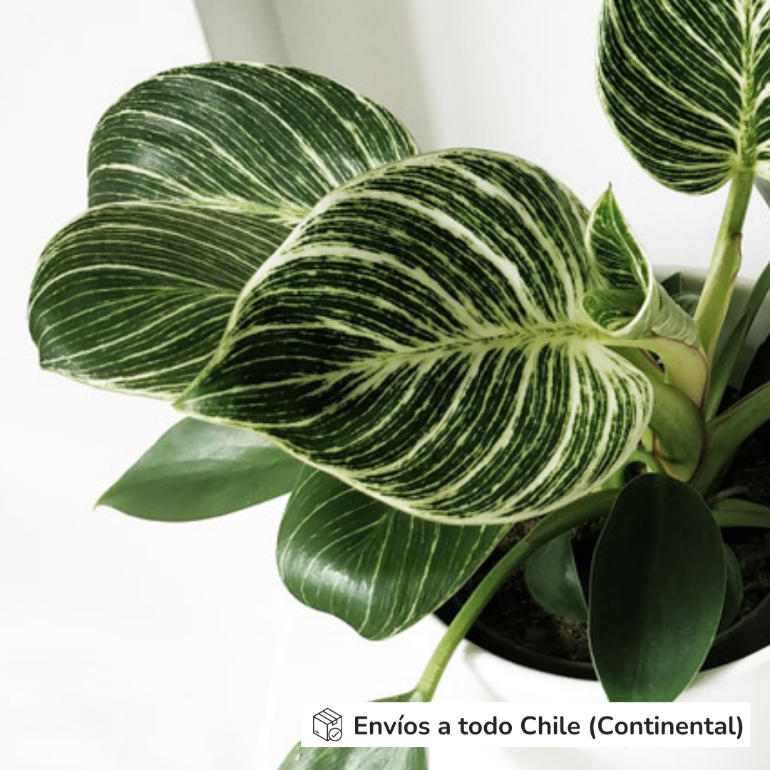 Philodendron Birkin