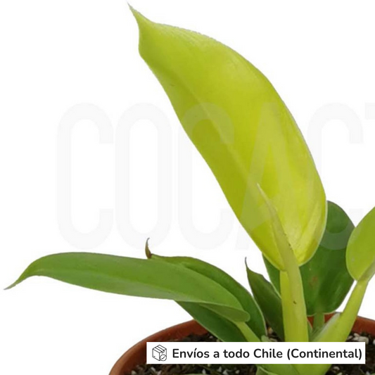 Philodendron Imperial Golden