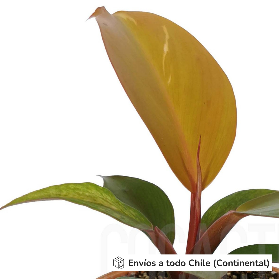 Philodendron McColley's