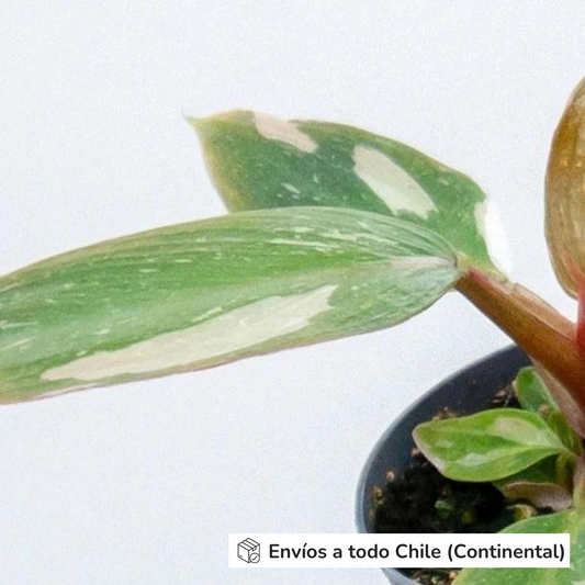 Philodendron Pink Princess