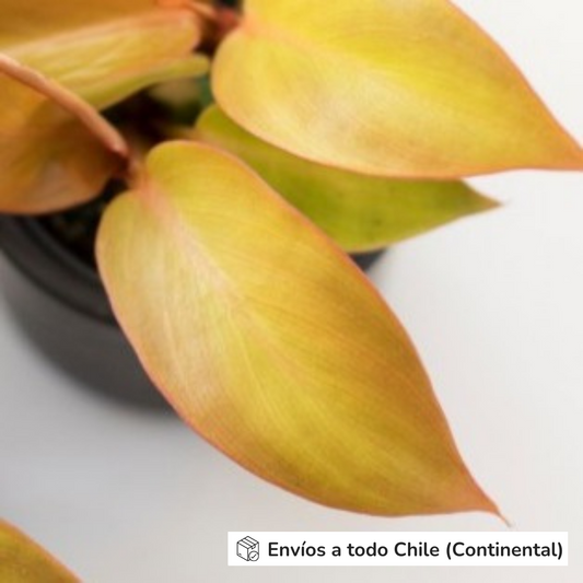 Philodendron Red Sun