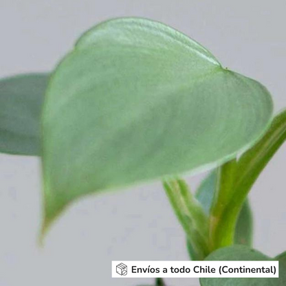 Philodendron Silver Sword