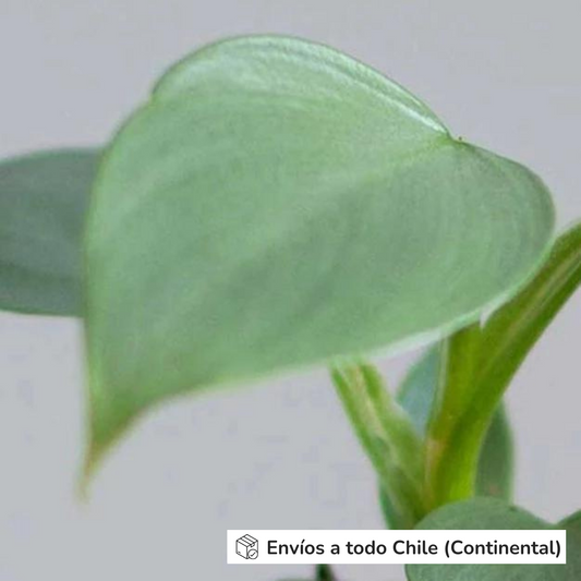Philodendron Silver Sword