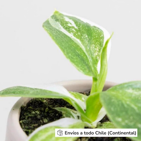 Philodendron White Wizard