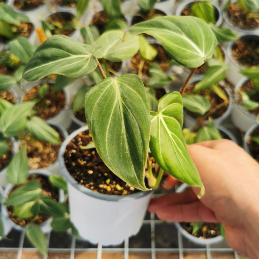 Philodendron Gloriosum