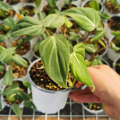 Philodendron Gloriosum