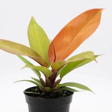 Philodendron Prince Orange